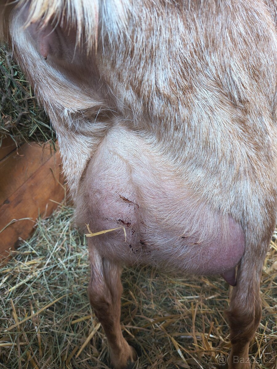 100% AN kozička - 4