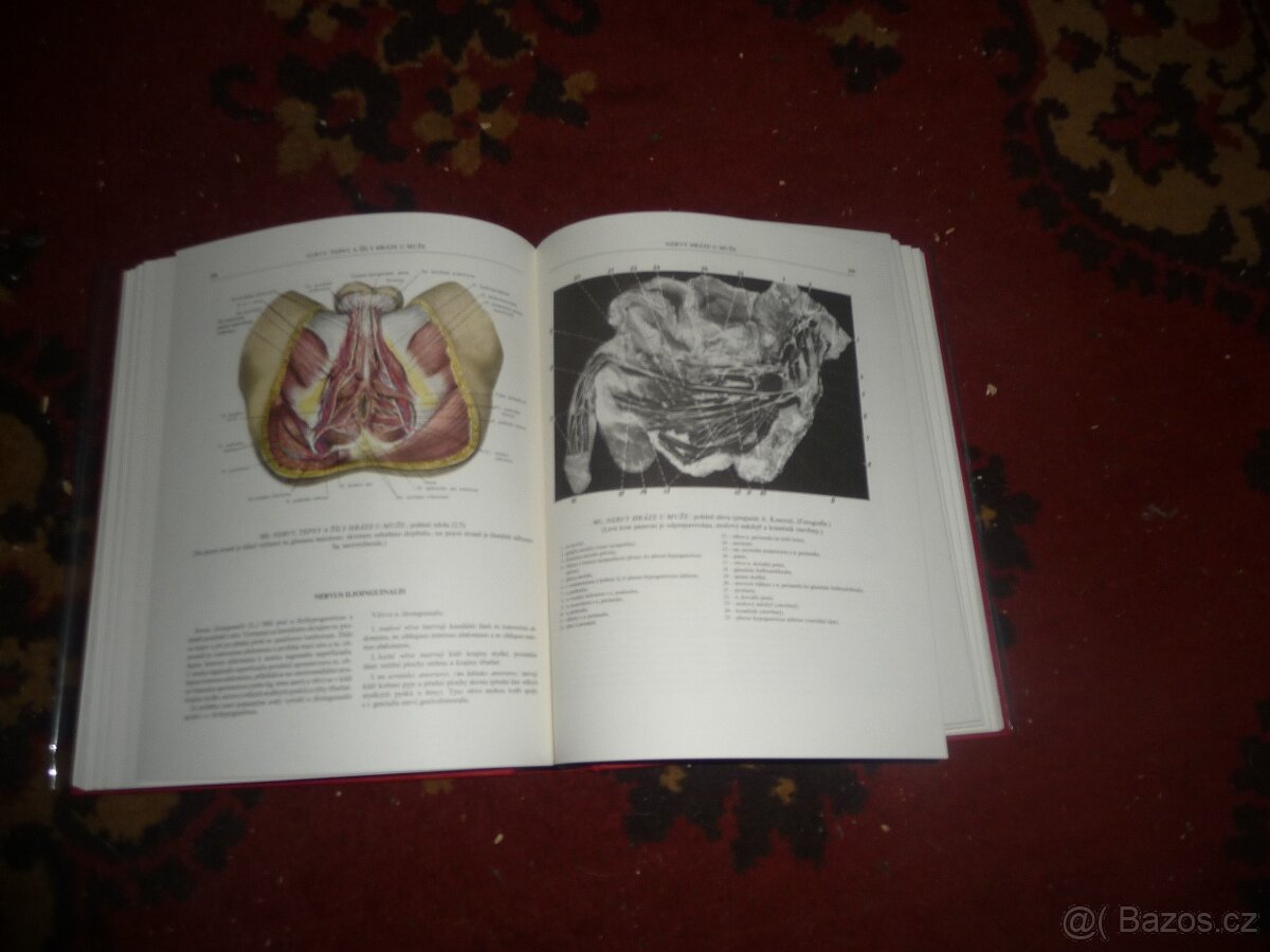 Anatomie člověka - 4