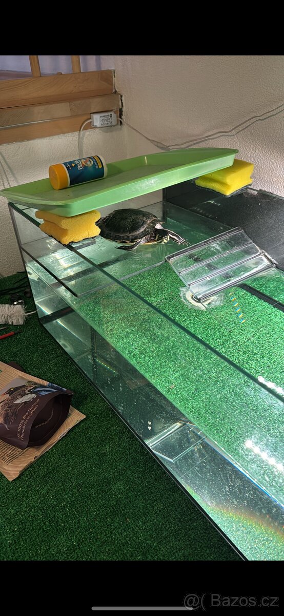 Želva Nádherná - 4