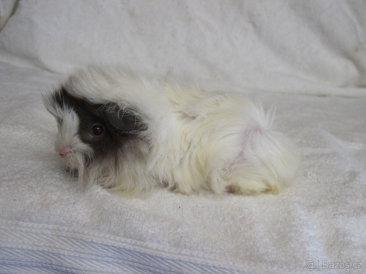 Morče peruánec - 4