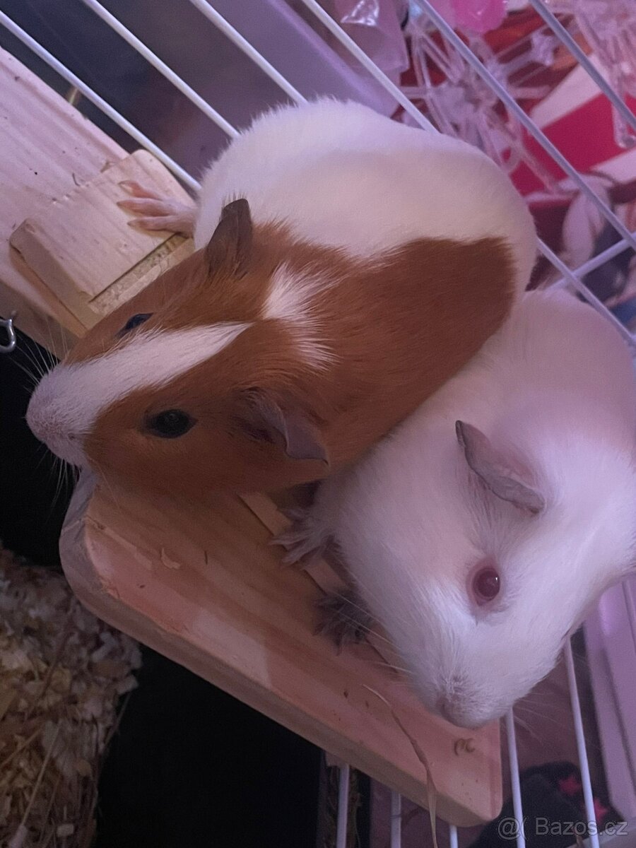 Morčátka i s klecí zdarma - 4