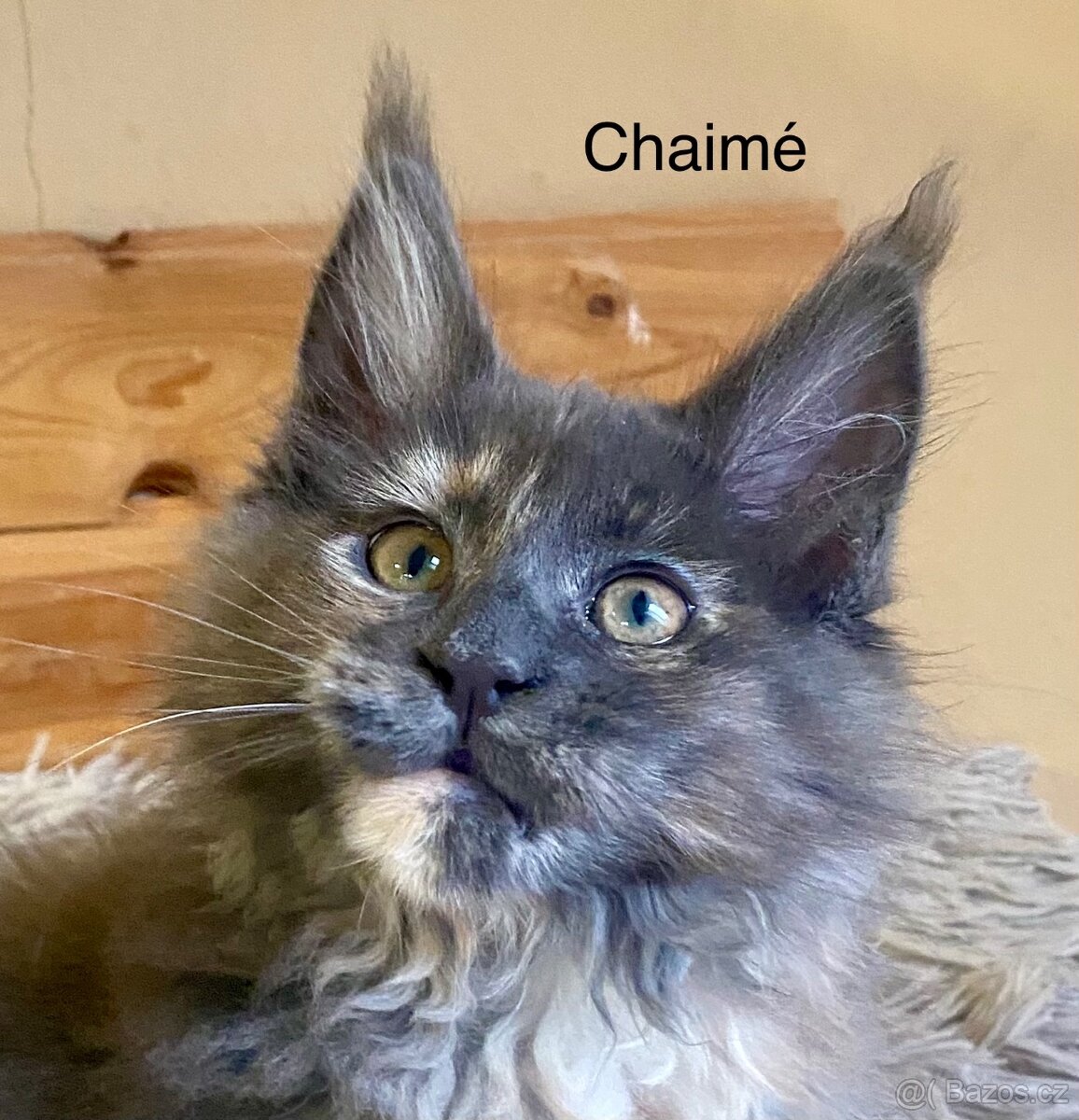 Mainská mývalí s PP - 4