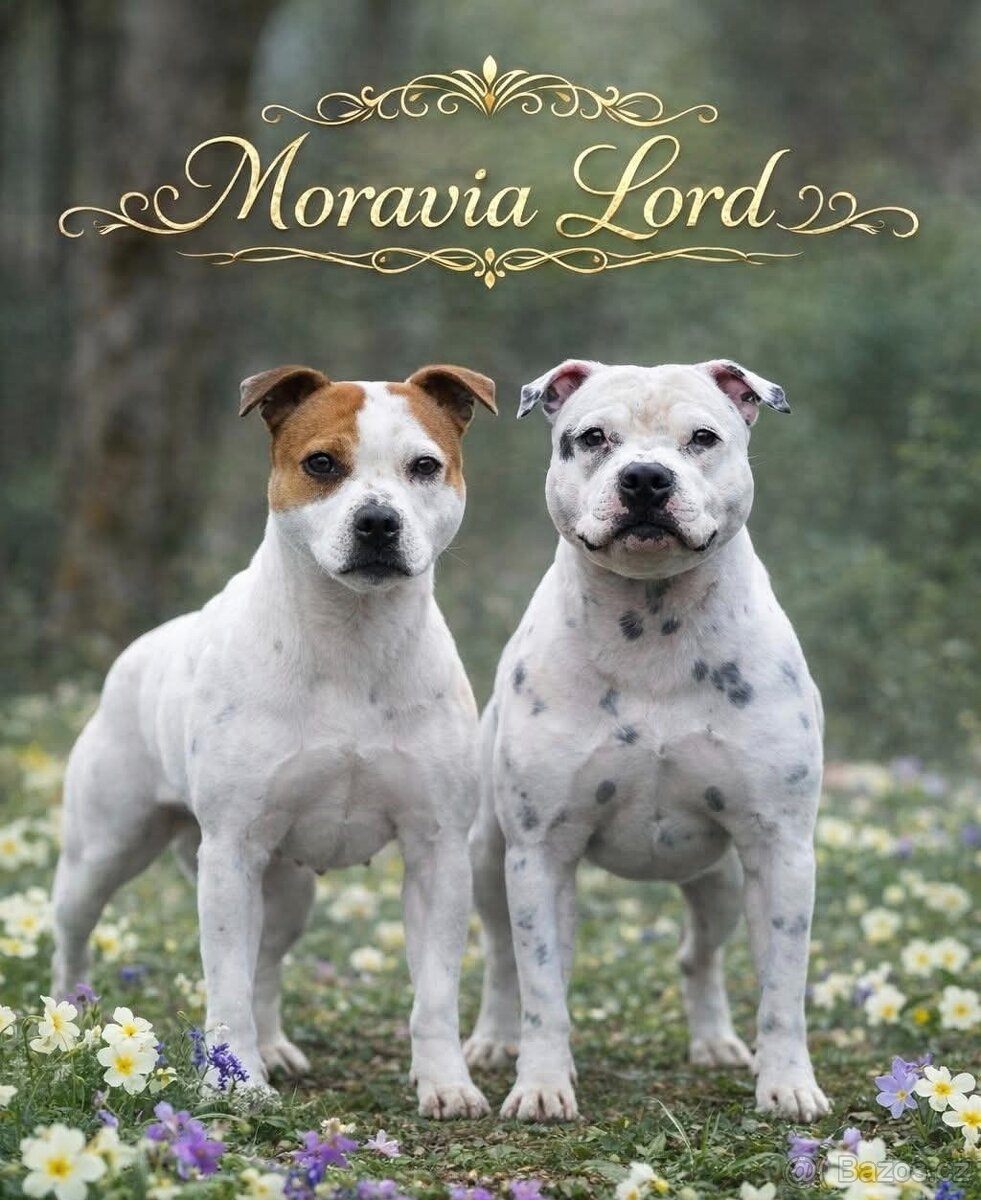 Stafordšírský bulteriér s PP - 4