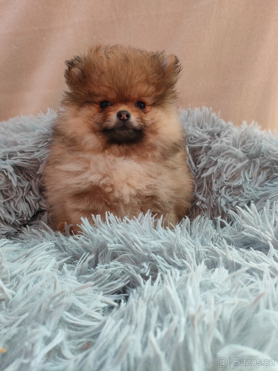 Pomeranian mini - 4