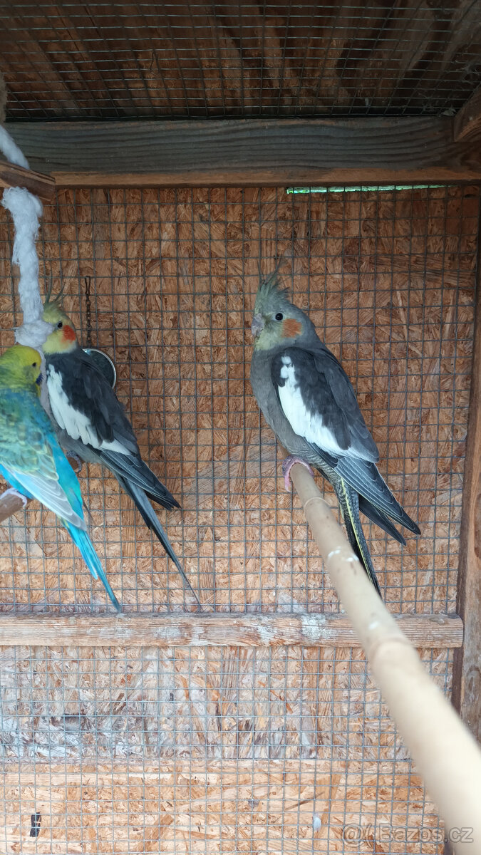 Prodám letošní mladé korely chocholaté - 4