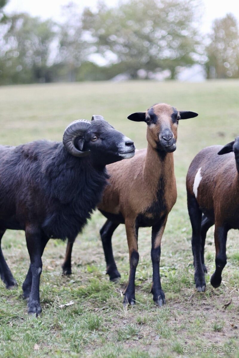 Kamerunský beránek - 4