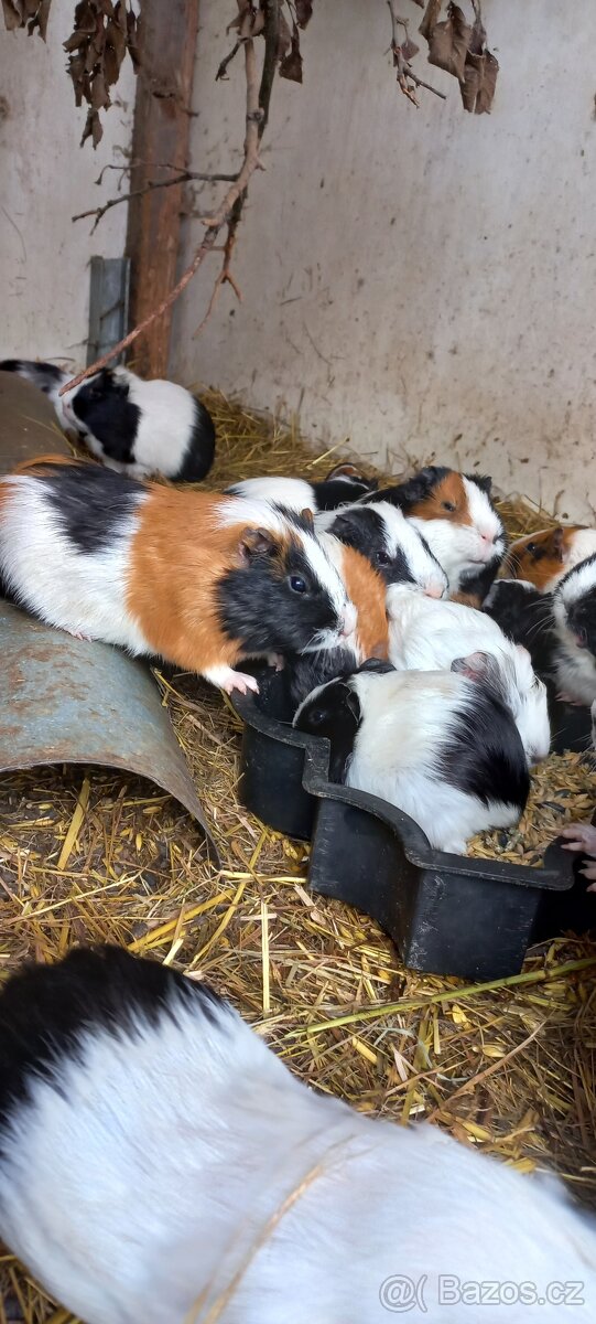 Morčata, Morče - 4