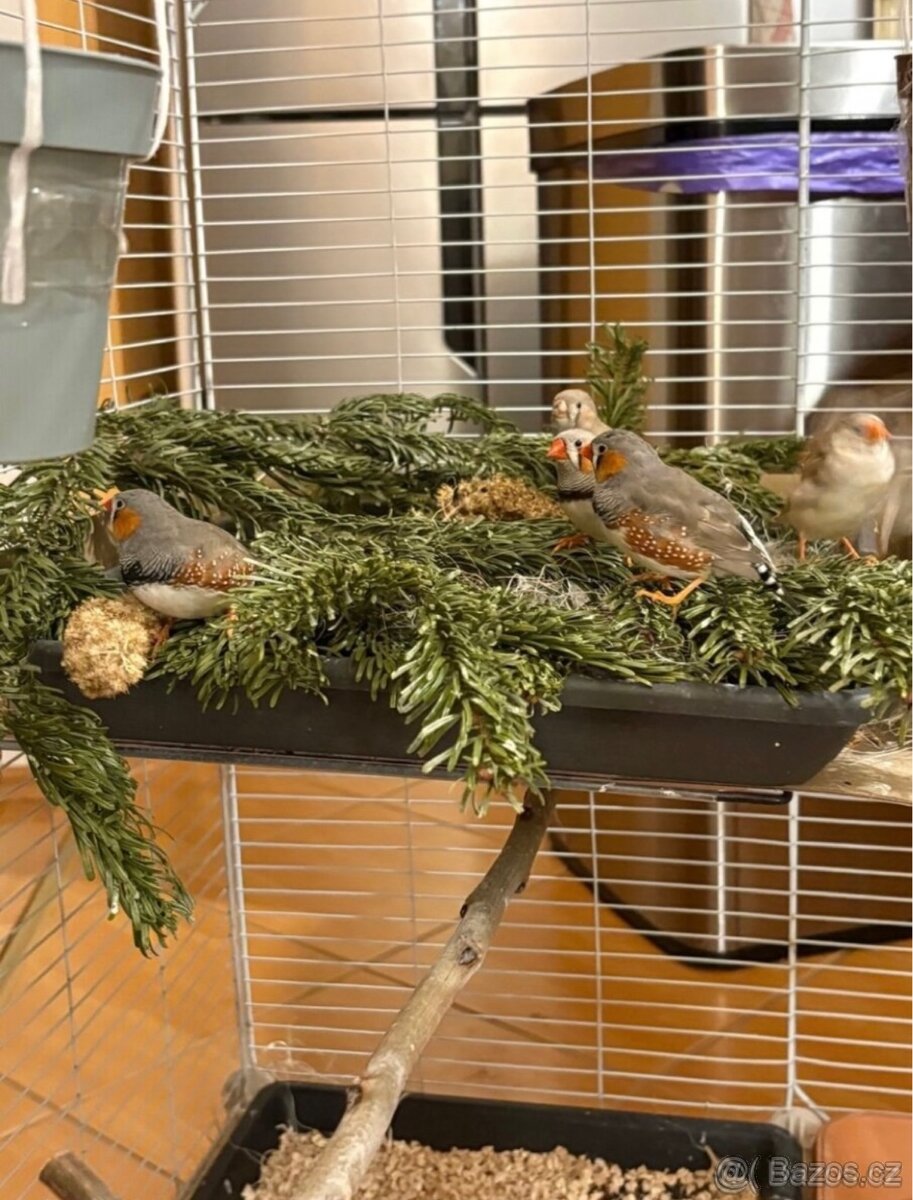 Zebřička pestrá - 4