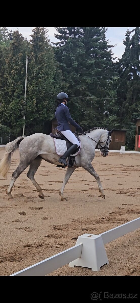 Mladý Pony Welsh 148cm - 4