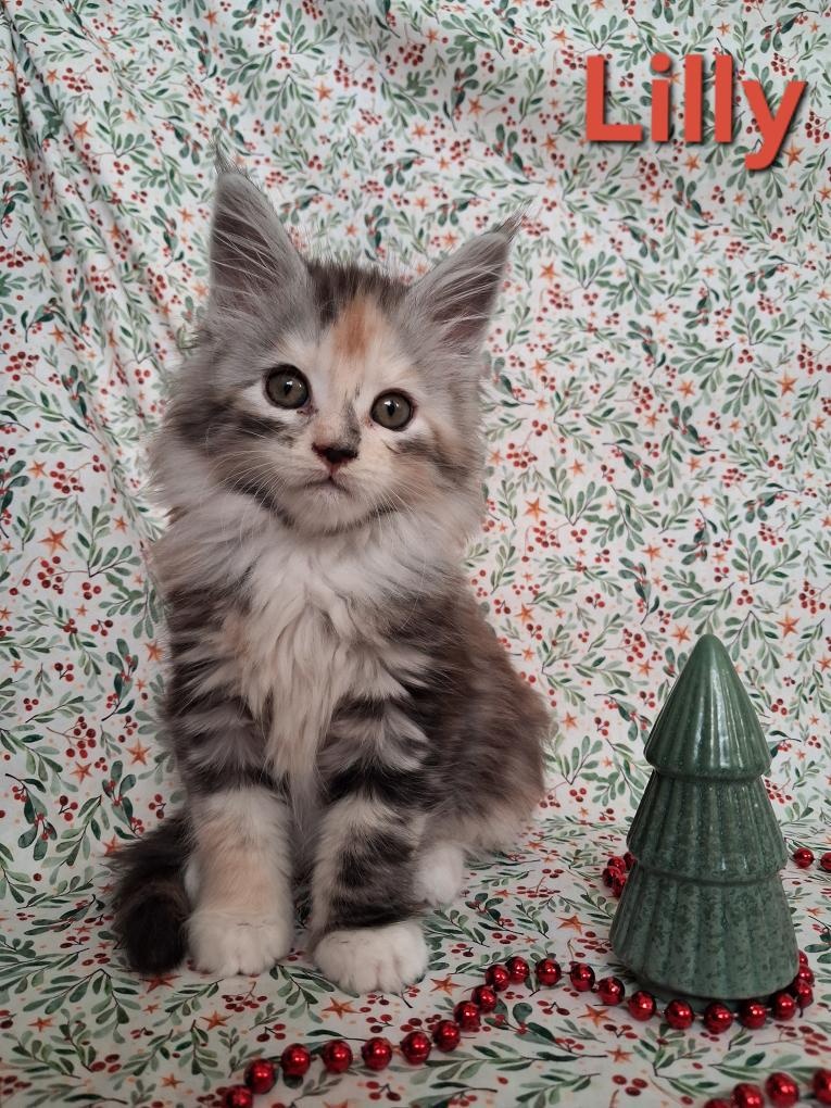 Mainská mývalí - 4