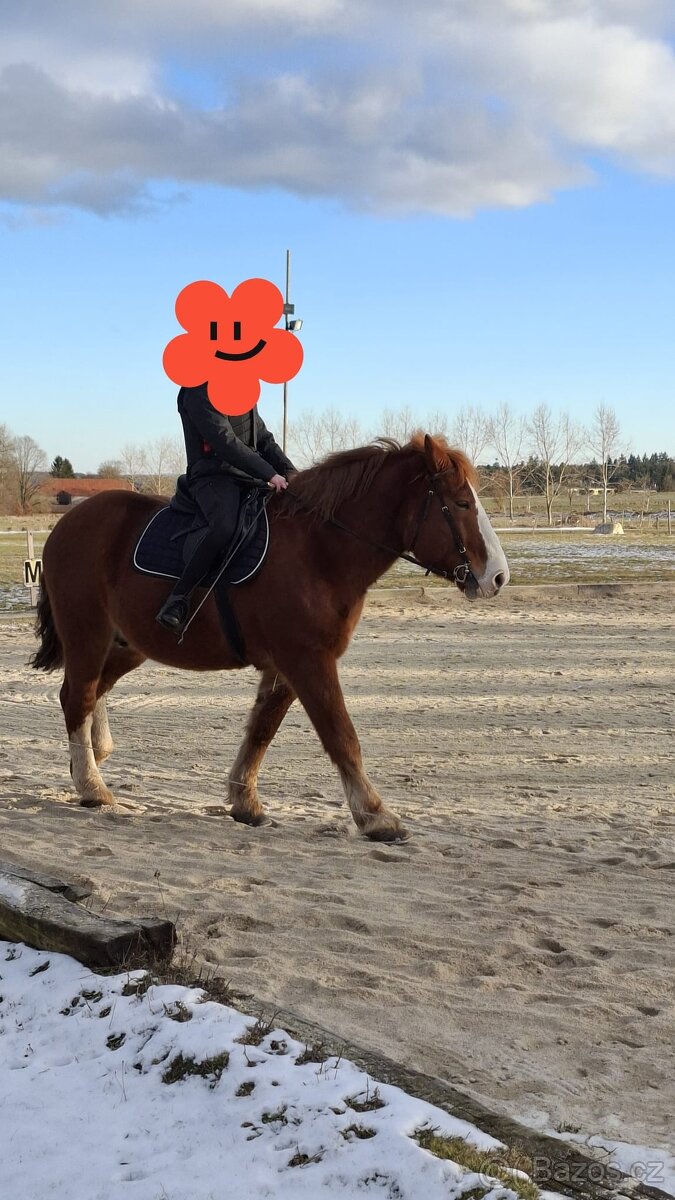 Maďarský chladnokrevník - 4