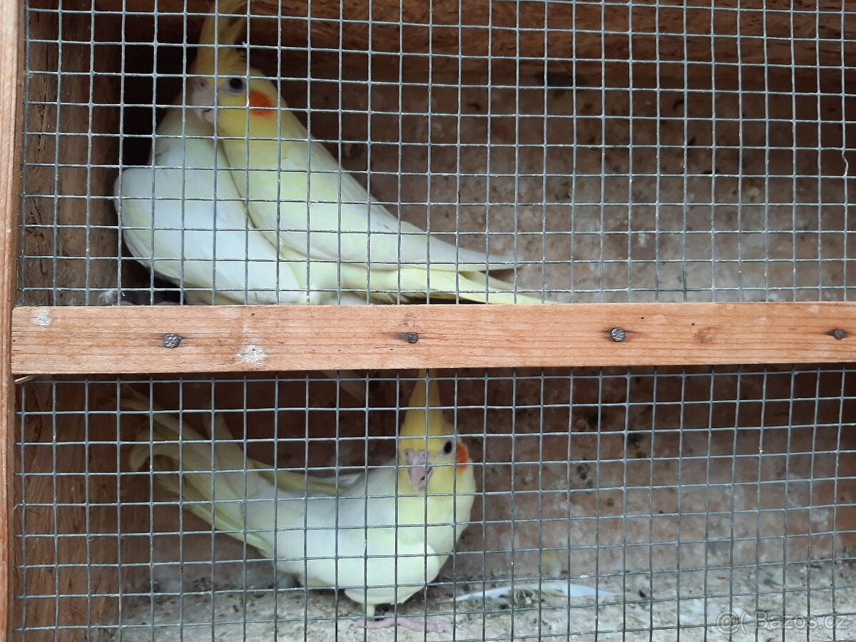 Korely ... korela - 4