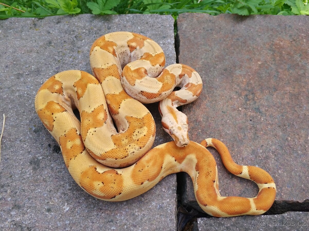 Boa imperator - Paradise Sunglow Aztec, Sunglow Motley - 4