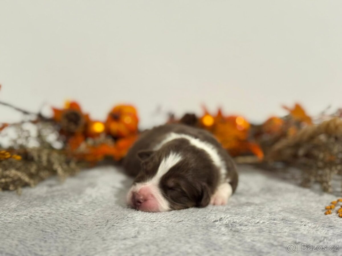 Australský ovčák s PP - 4