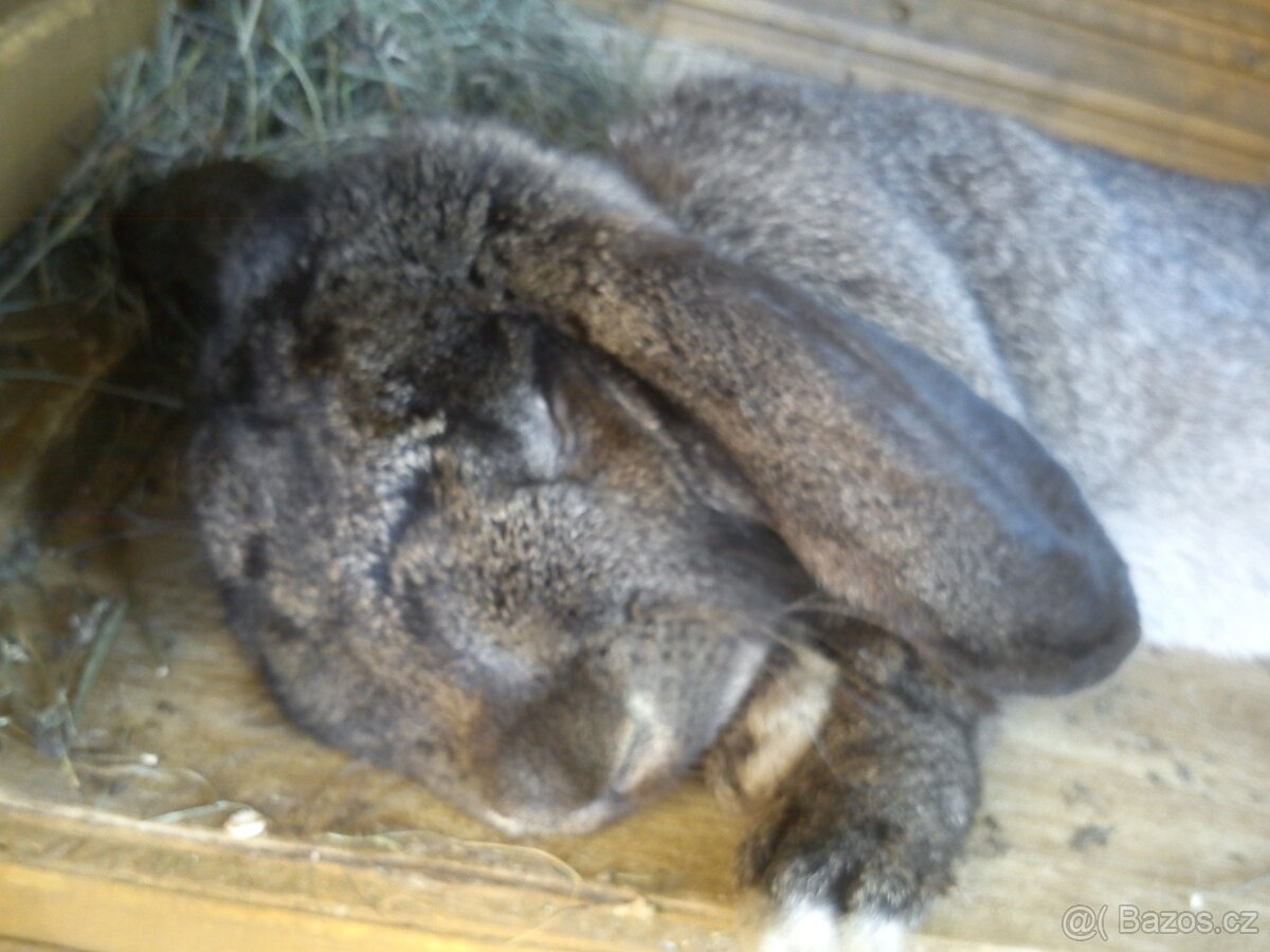 Francouzský Beran - Samice - 4