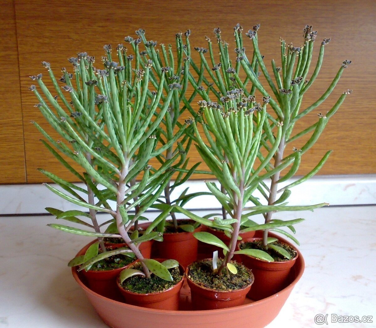 Kalanchoe delagoensis - sazeničky z listů - 4