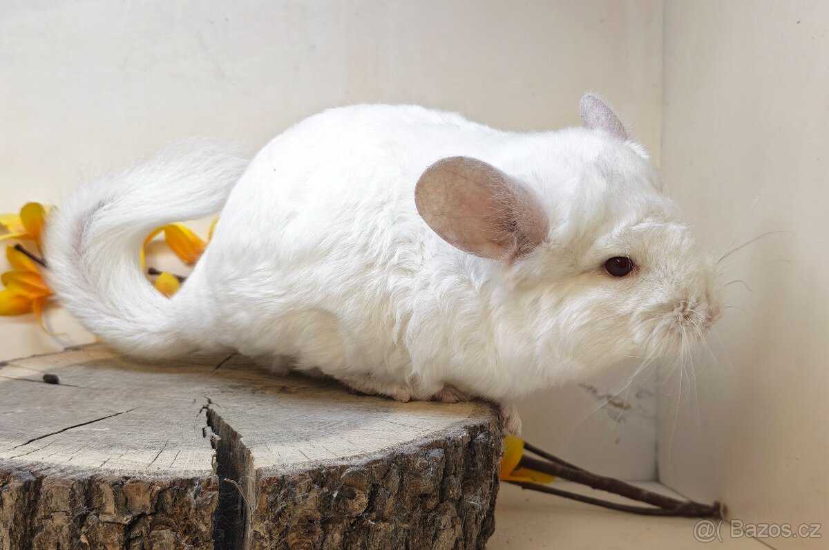 Činčila White Tan Curly - 4