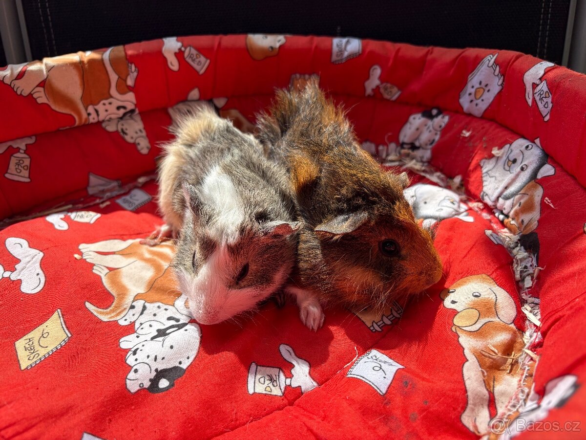 MORCE , MORČATA , MORČÁTKA 🐹 - 4