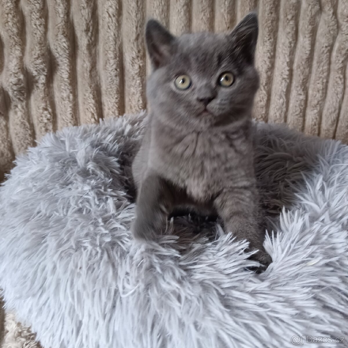 Britská koťata - 4
