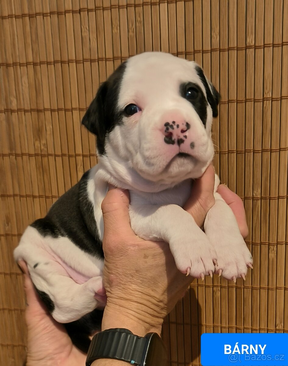 Americký stafordšírský teriér - 4