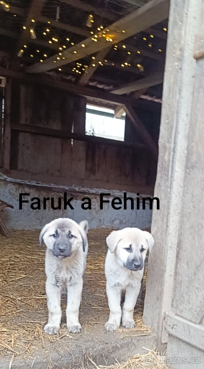 Kangal-štěňátka-pejsek-ihned k odběru - 4