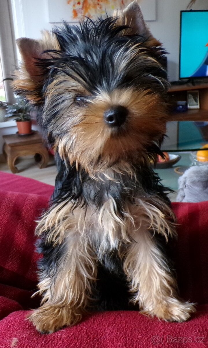 Jorkšírský terrier s PP - 4