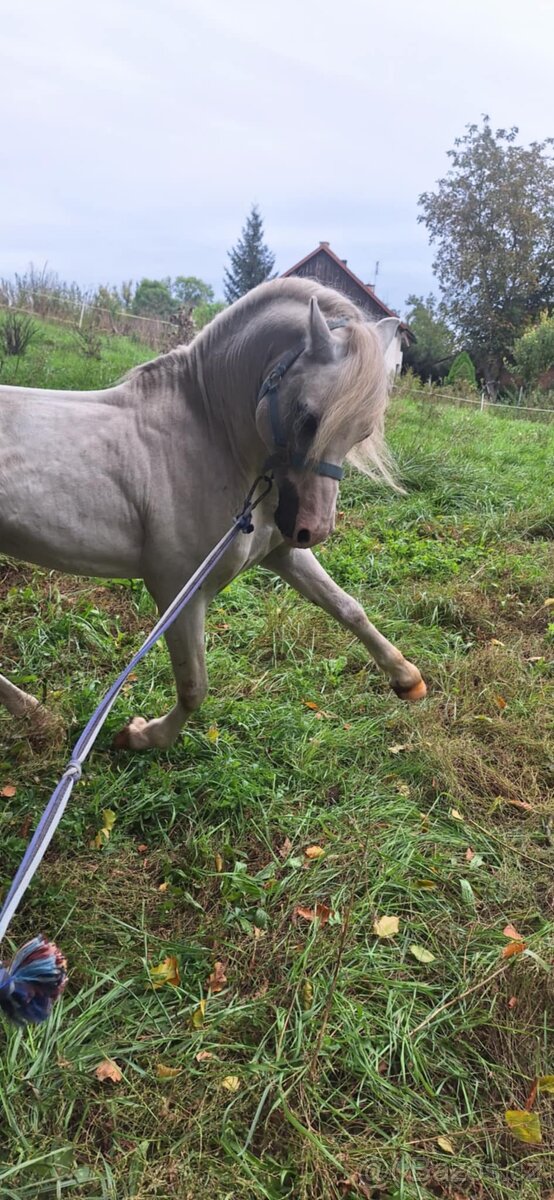 Jedinečný wmp -poprvé ve veřejné plemenitbě - 4