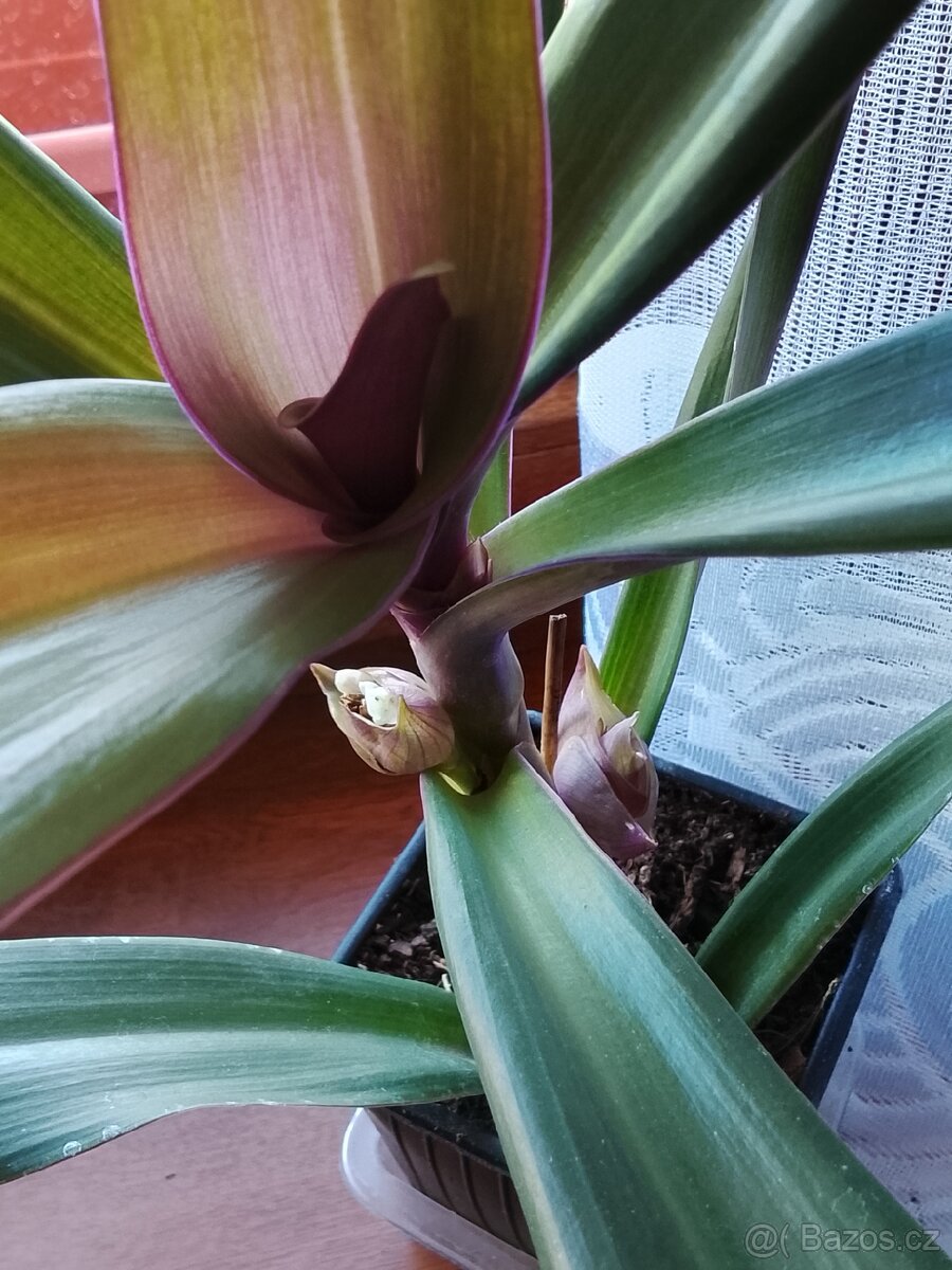 Tradescantia spathacea - 4