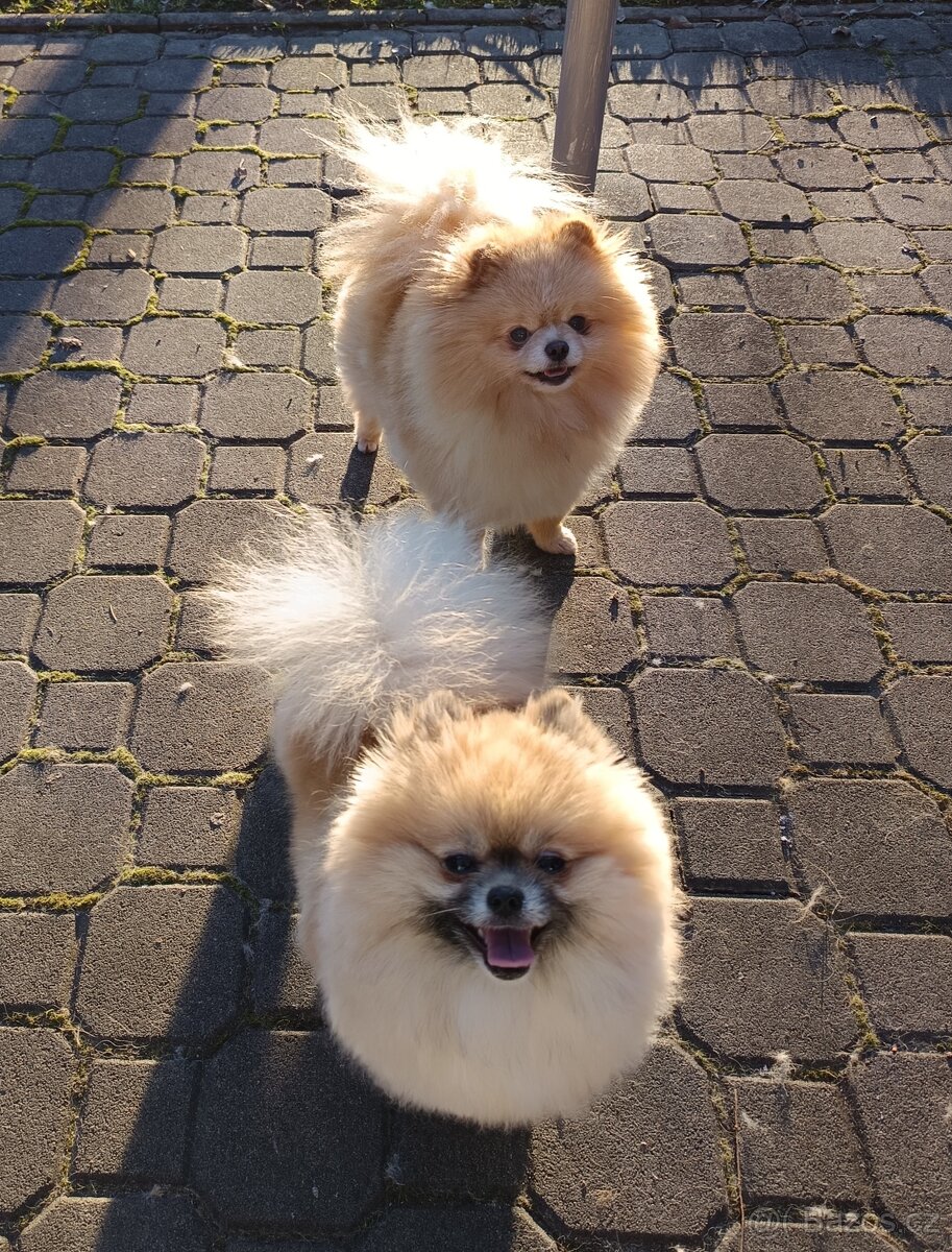Pomeranian - 4