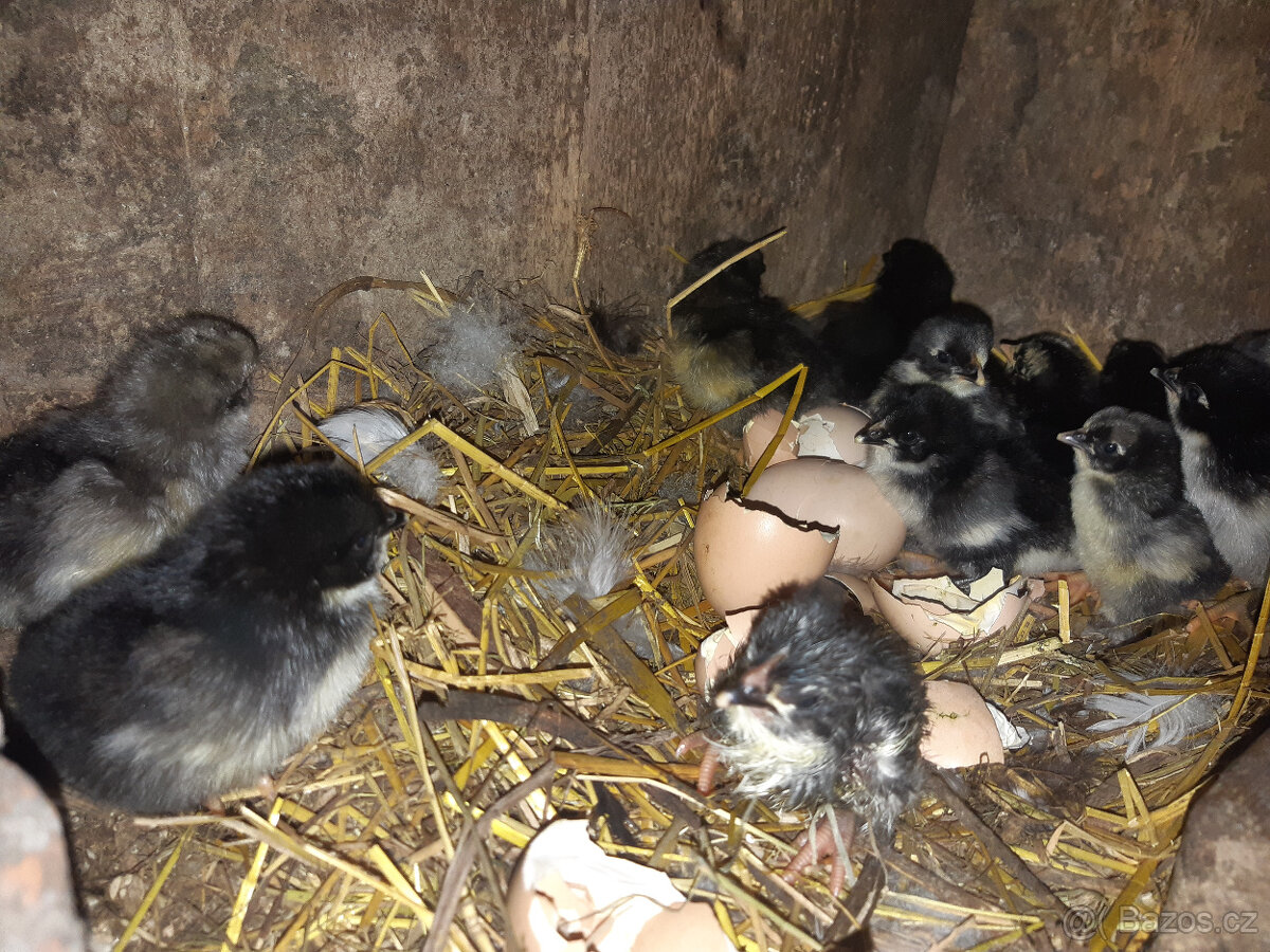 Násadová vejce Zerzejsky obr, yersey gigant - 4