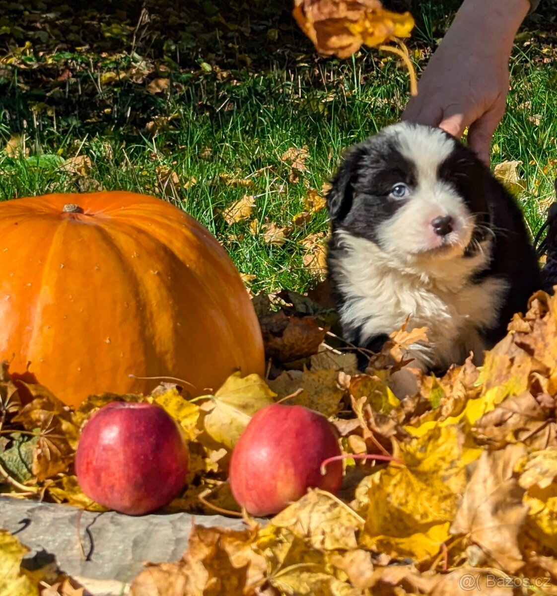 Australský ovčák, štěňata s PP FCI - 4