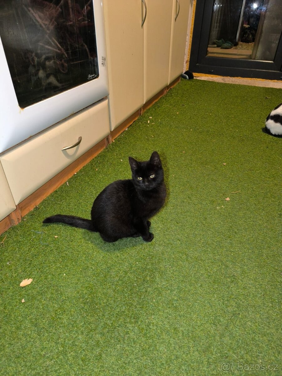 Kočička a kocourek,4 měsíce potřebují domov. - 4