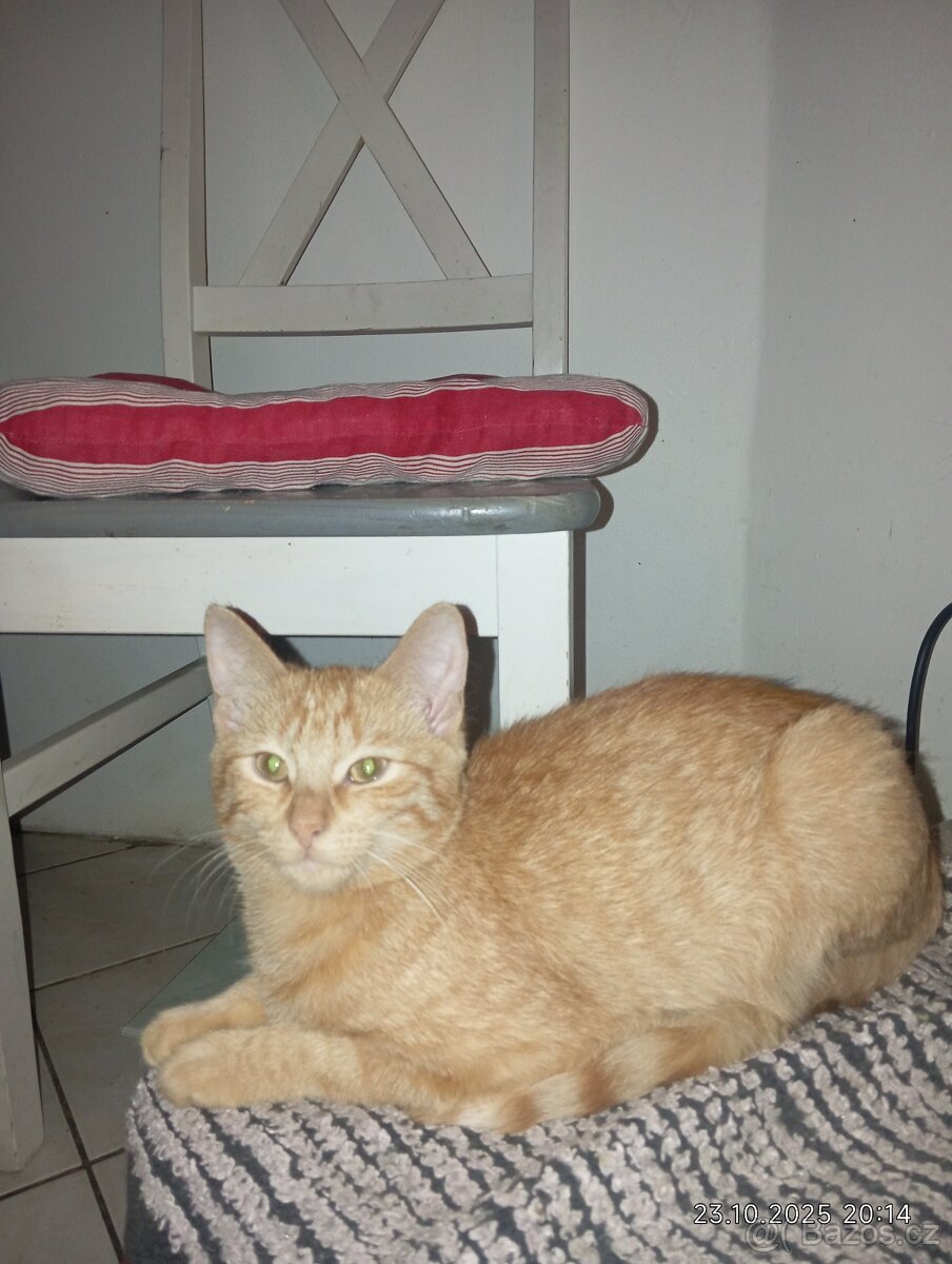 Krásný zrzavý kocourek - 4