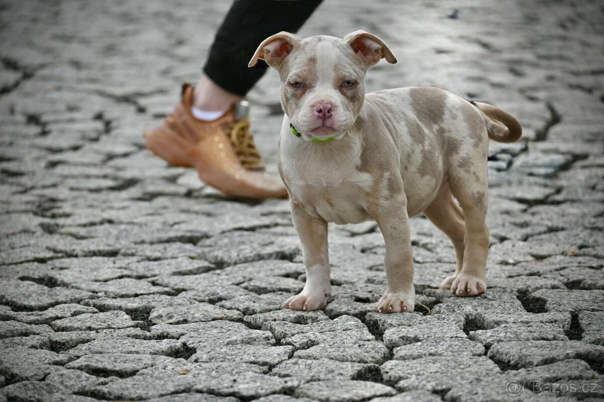 American Bully štěňátka - 4