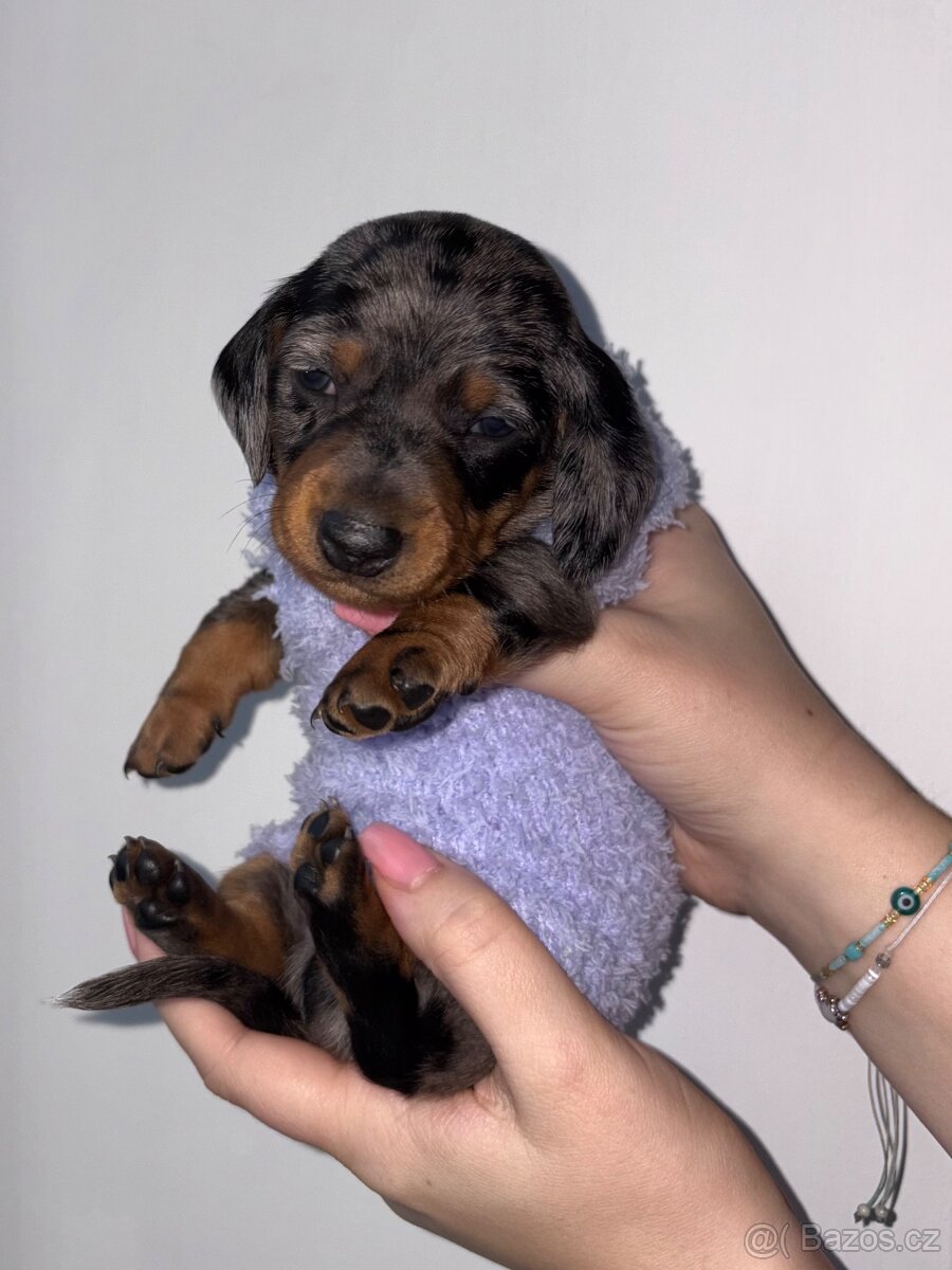 Štěňátka trpasličího jezevčíka bez pp k rezervaci✨ - 4