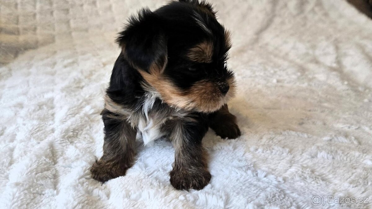 Jorkšírský teriér s PP FCI - 4