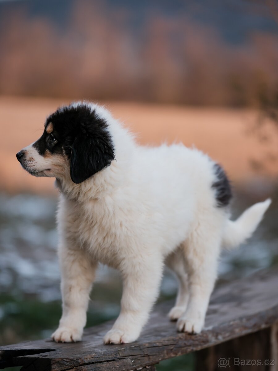 Šteniatko tornjaka s PP - 4