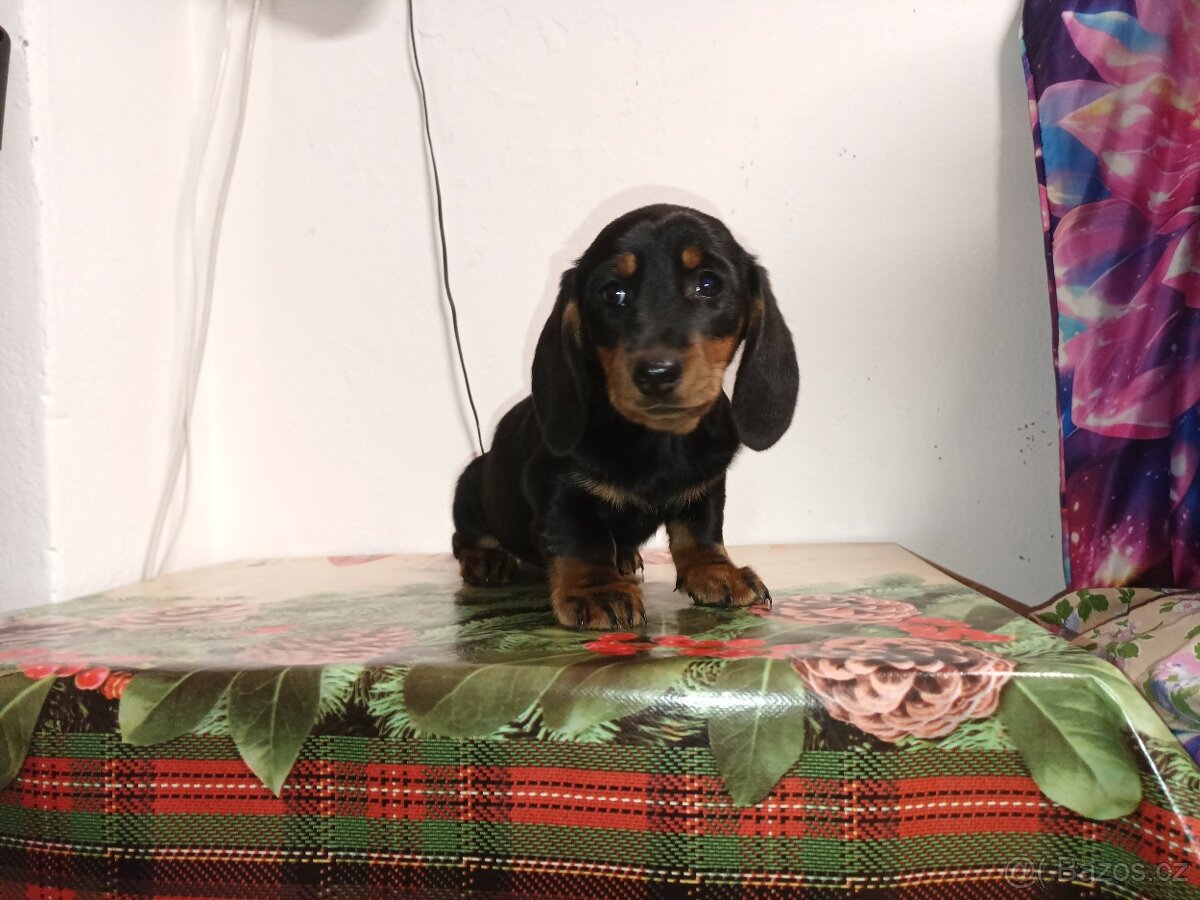 Jezevčík trpasličí - 4