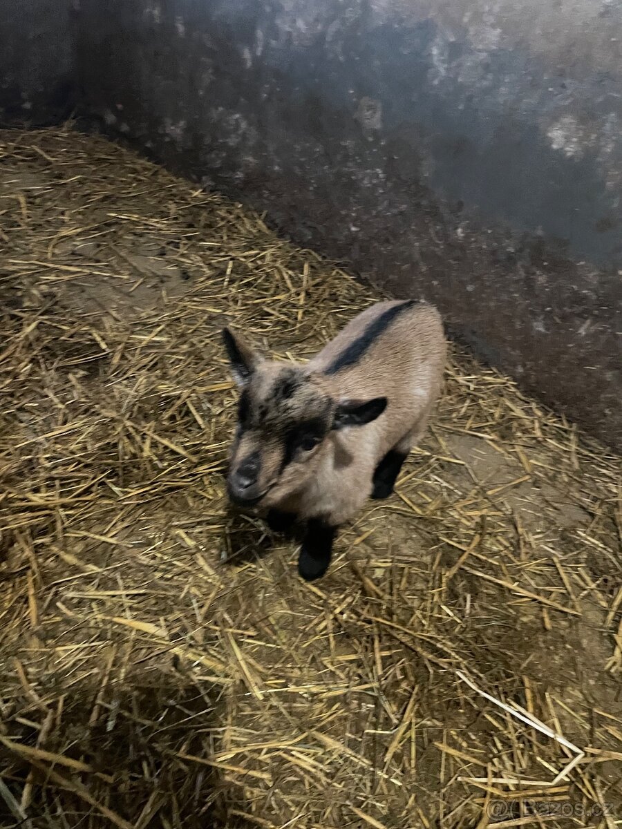 Holandská zakrslá koza - 4