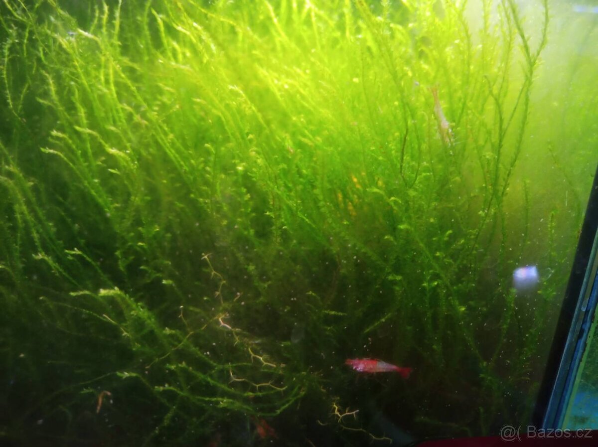 Krevetky Neocaridina - 4