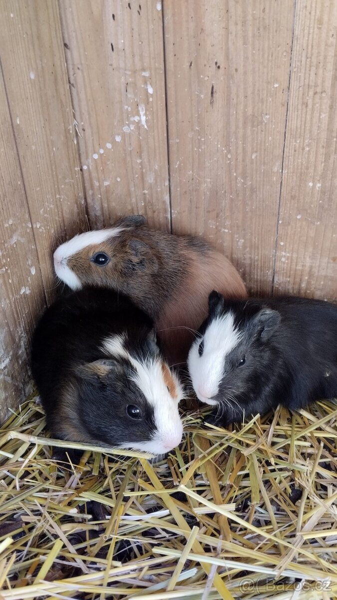 morčata - 4