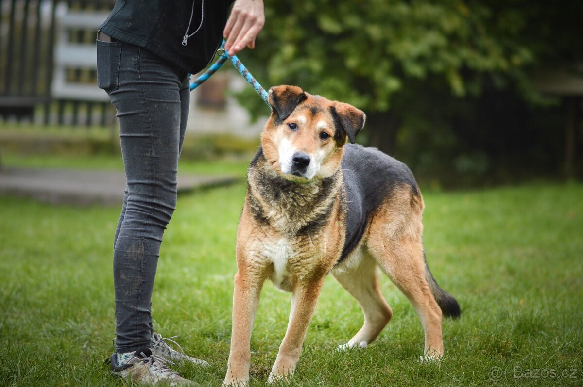 Rex - x Německý ovčák, hodný klidný pes, 10 let - 4