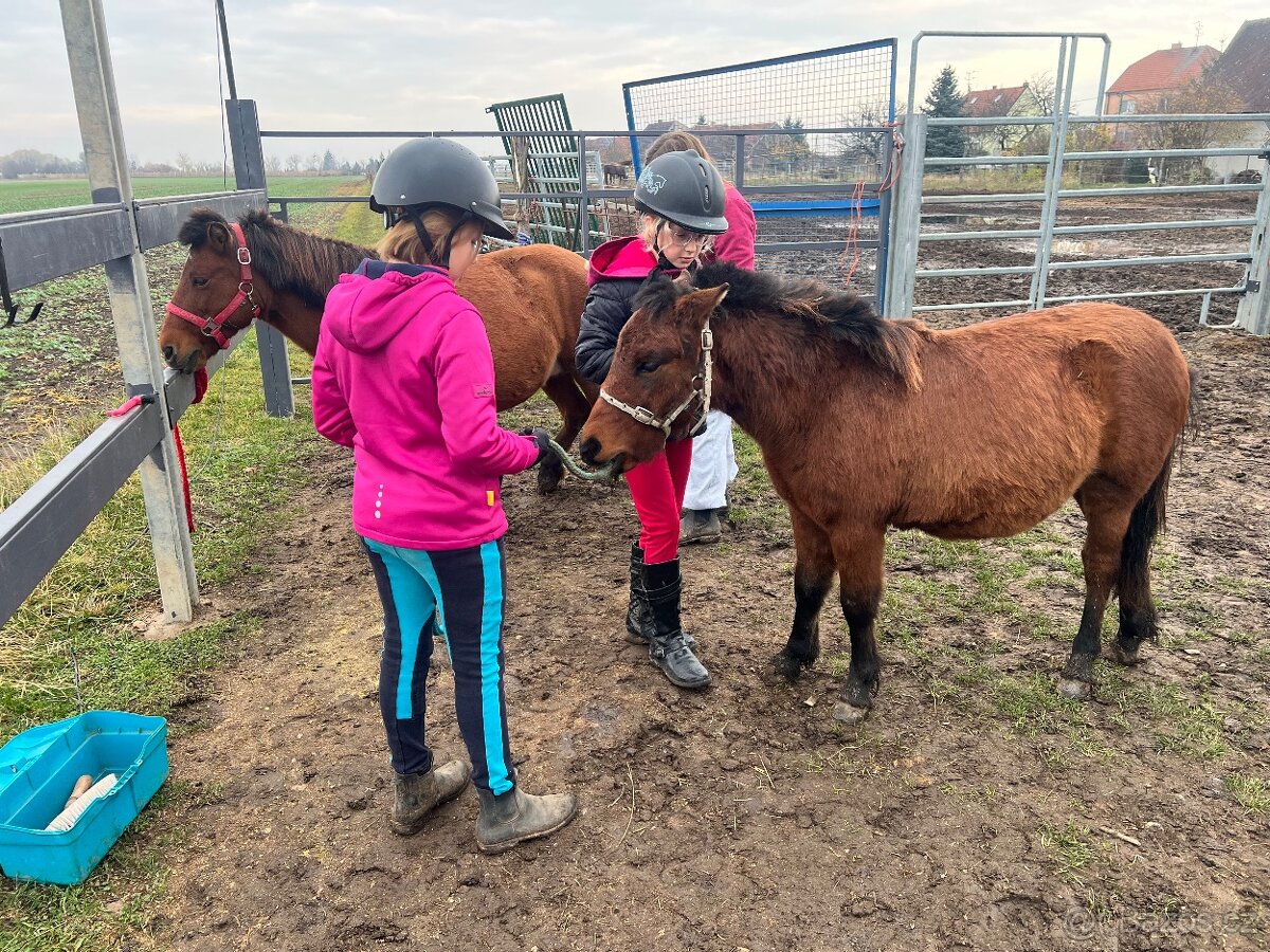 Pony hřebeček zvyklý na děti - 4
