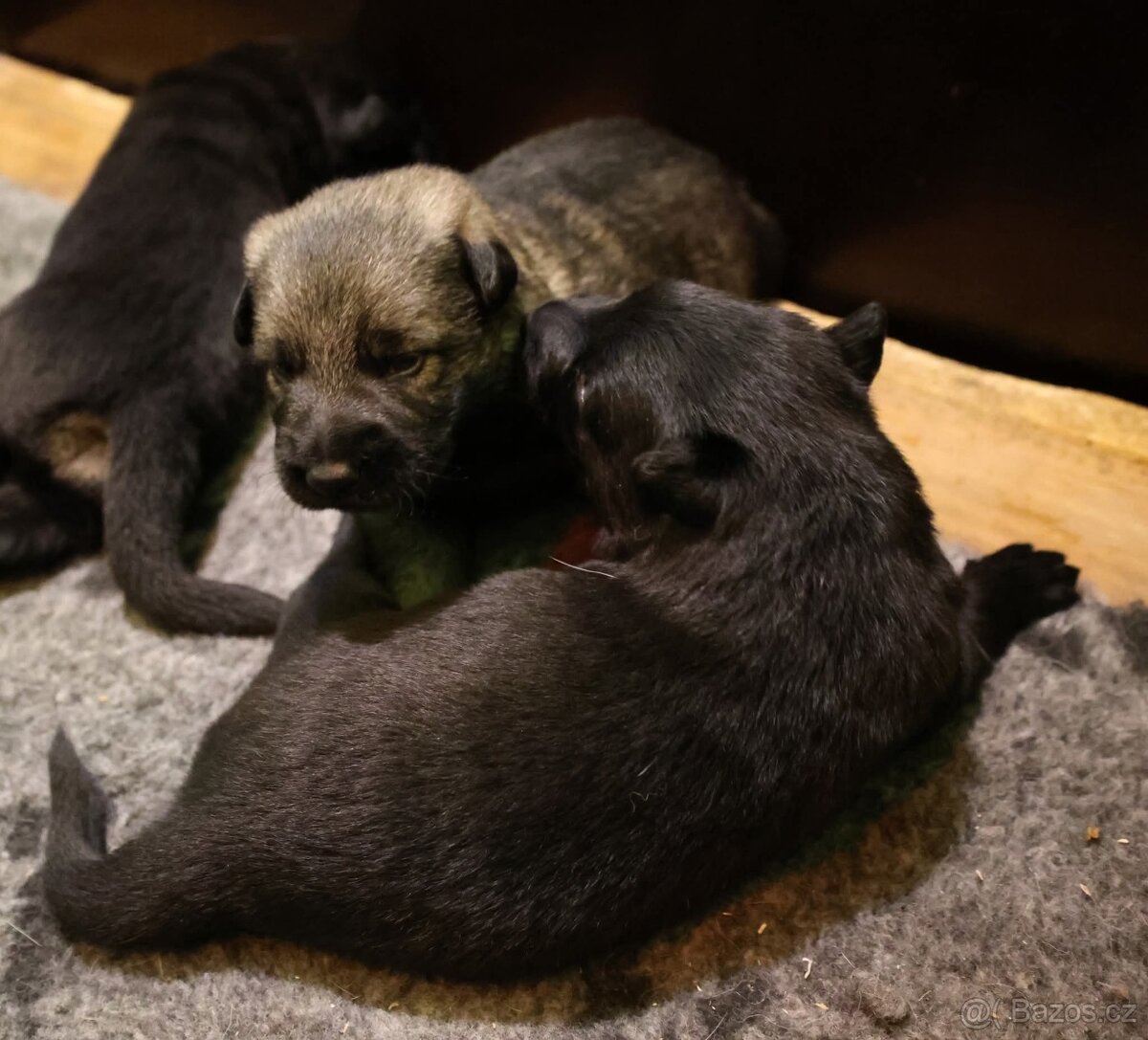 Německý ovčák štěňata s PP ❤️ - 4