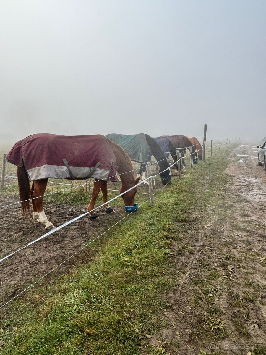 USTÁJENÍ KONÍ – MNÍŠEK POD BRDY - 4