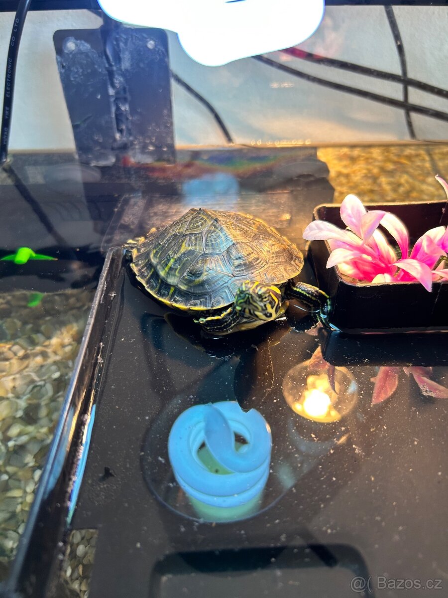 Želvy vodní - 4
