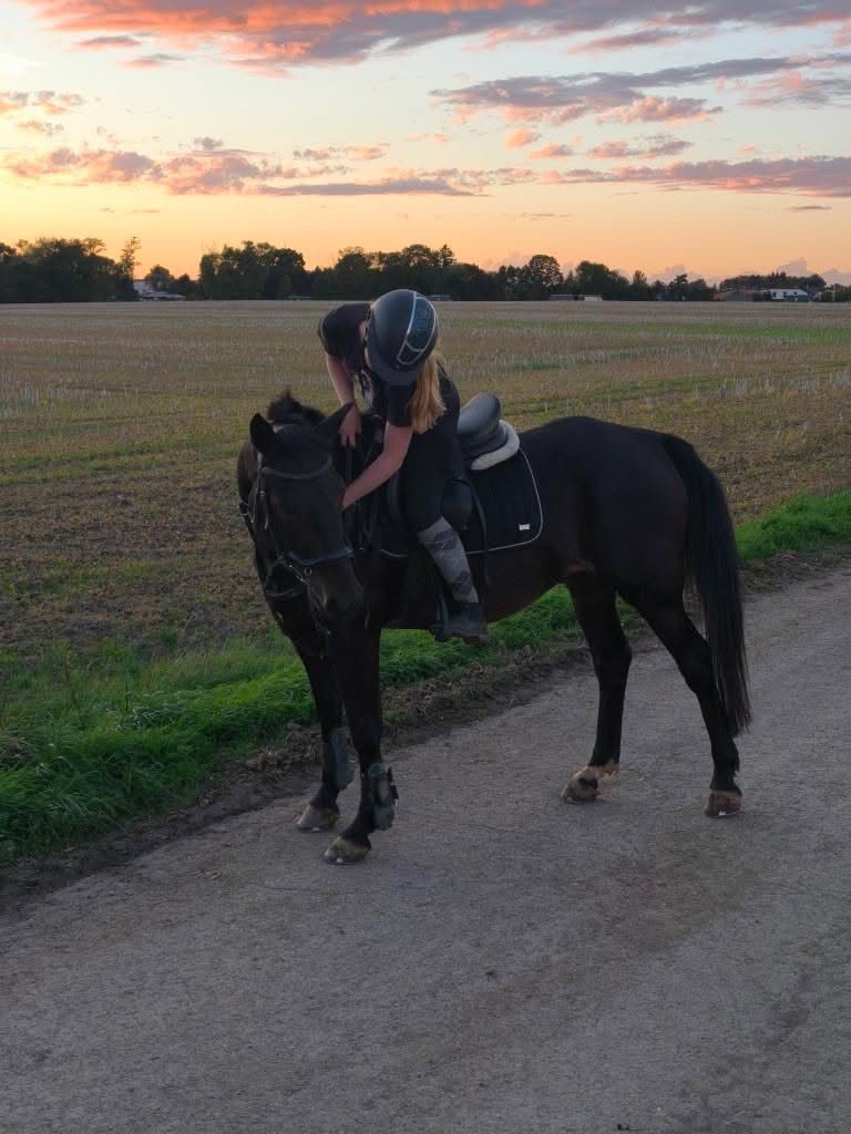 Hledám pronájem kone - 4