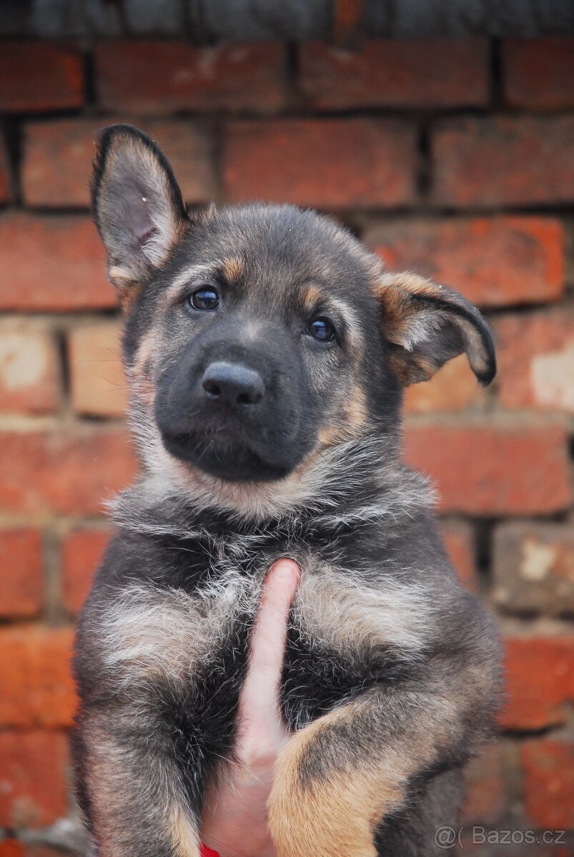 Německý ovčák - 4