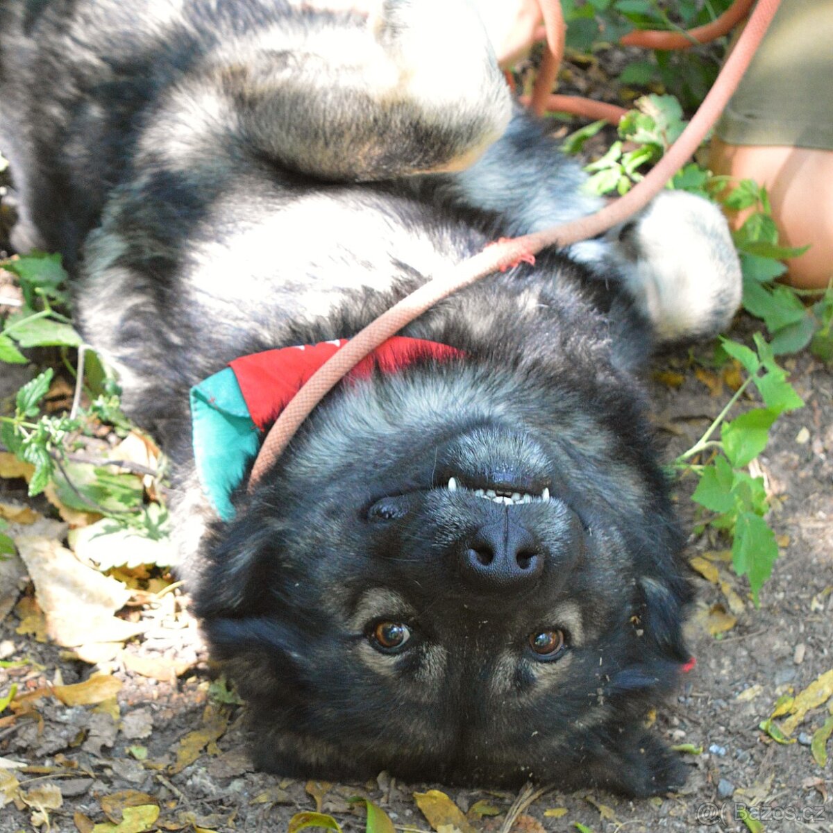 🐾 SIMBAD – energický hrdina s velkým srdcem - 4