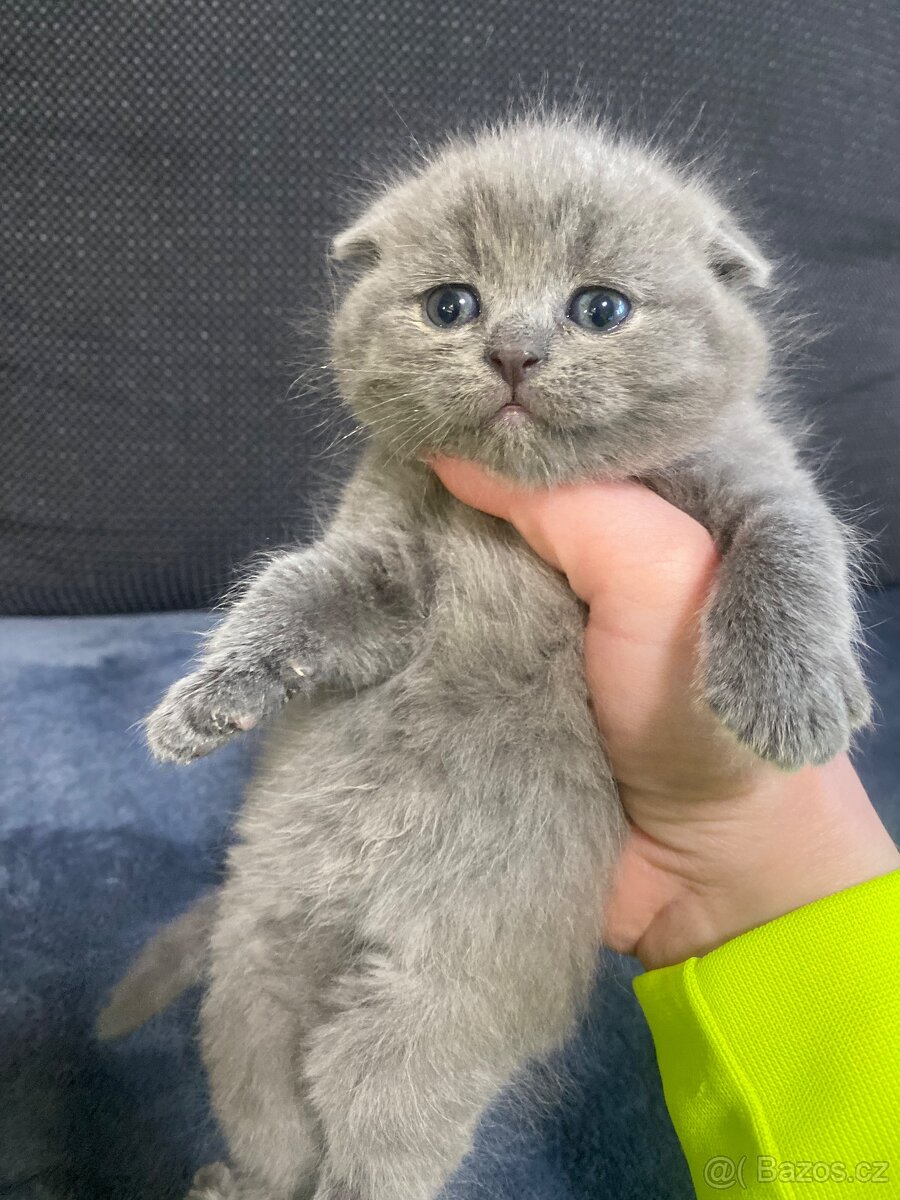 Britští koťátka - 4